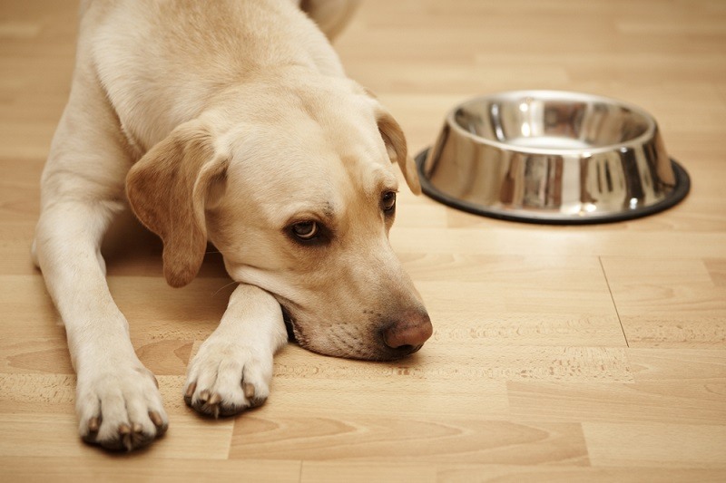 Labradorský retrívr leží poblíž velké prázdné misky na jídlo pro psy_jaromir chalabala_shutterstock