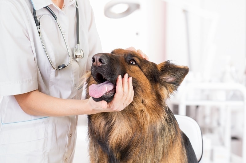 veterinář drží německého ovčáka