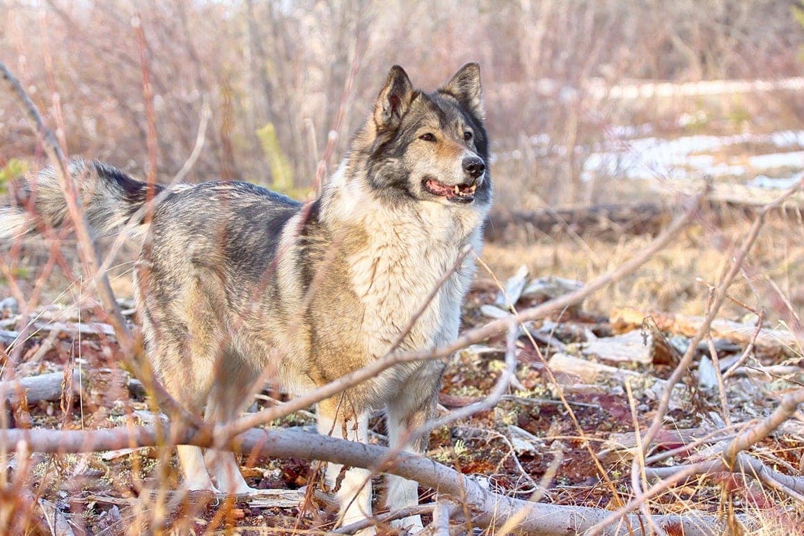 Východosibiřská Laika