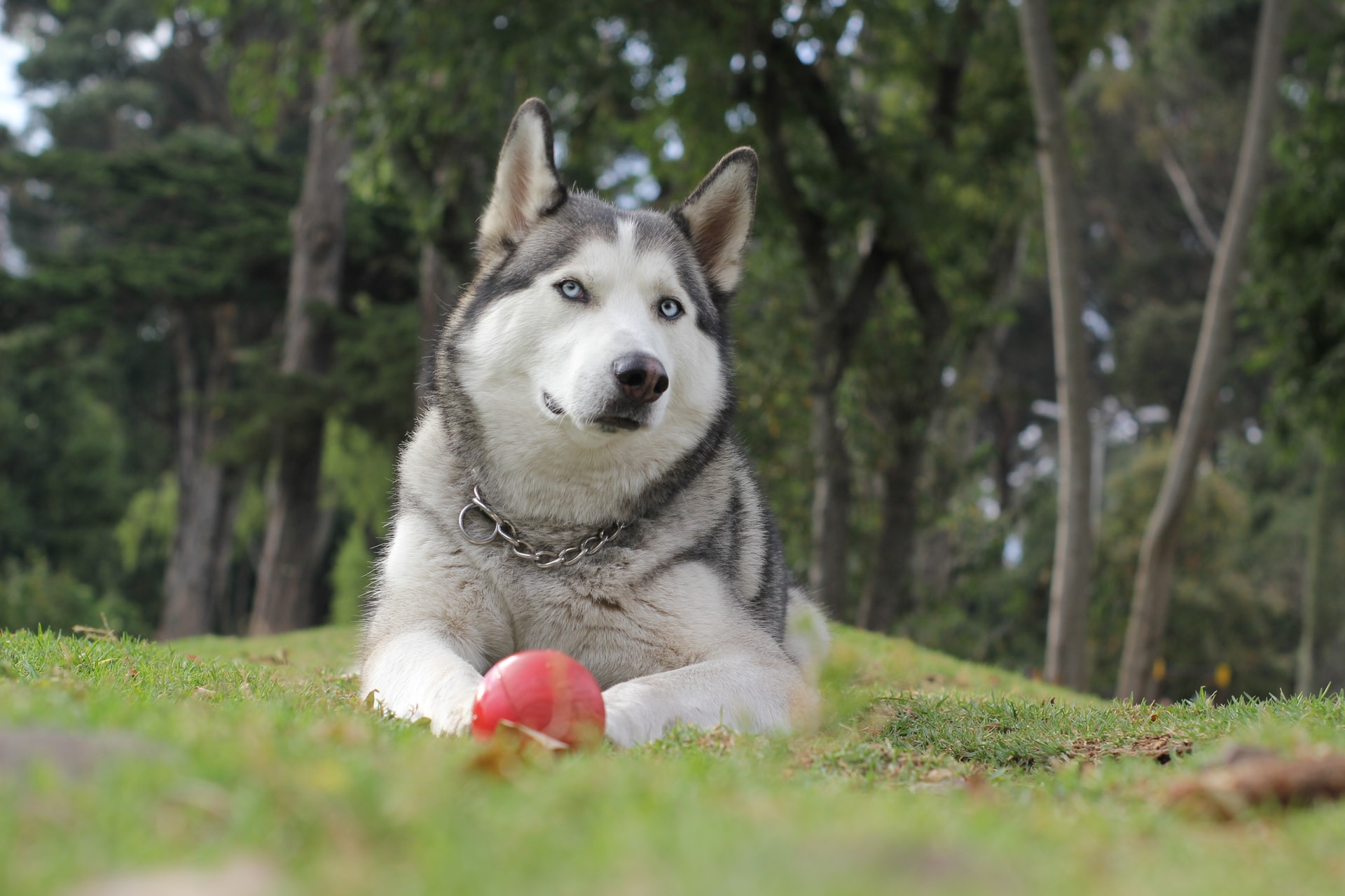 sibiřský husky