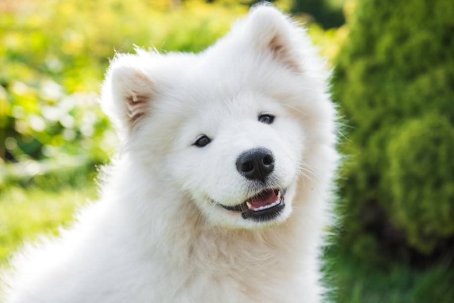samojed