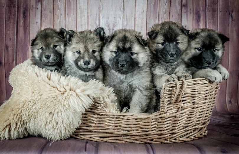 eurasier štěňata v košíku
