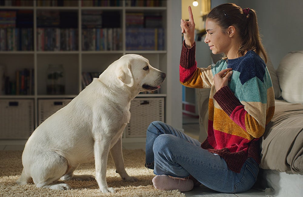 Mladá majitelka cvičí a učí povely svého krásného psa labradorského retrívra
