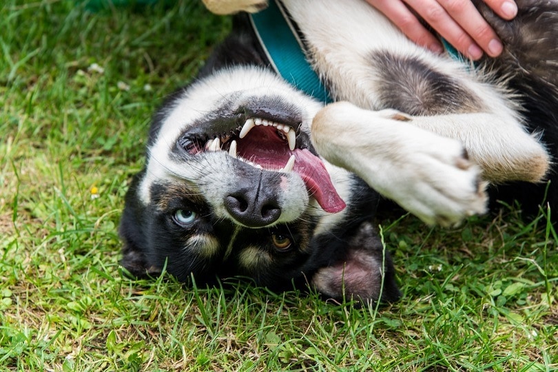 Aljašský malamut a sibiřský husky