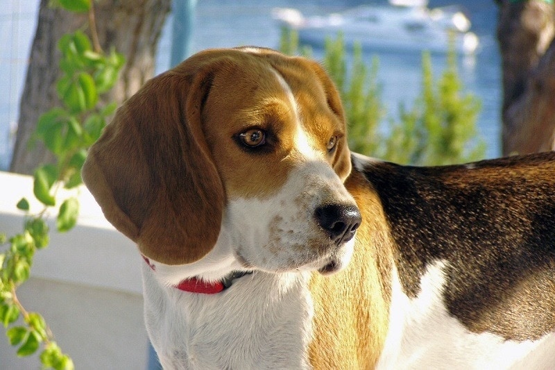 Americký anglický coonhound