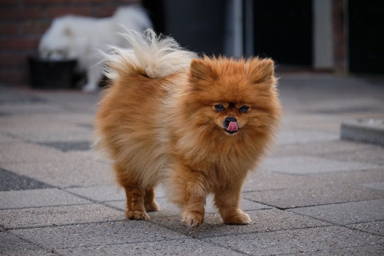 oranžový pomeranian olizující nos