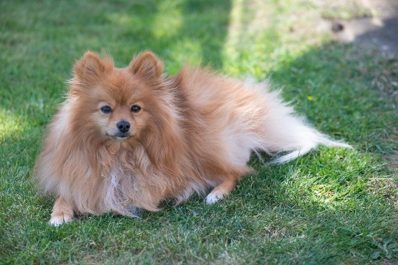 pomeranian pes ležící na trávě
