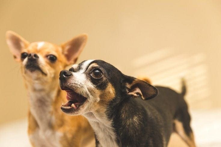 Chihuahua_shutterstock_shane N. Cotee
