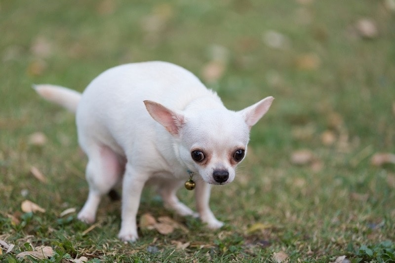 Chihuahua pooping_shutterstock_chudeach satit