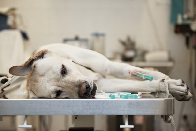 labradorský-retrívr-ve-veterinární-klinice_Jaromir-Chalabala_shutterstock