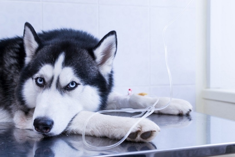 sibiřský-husky-intravenózní-infuze-drip_Konstantn-Zaykov_shutterstock