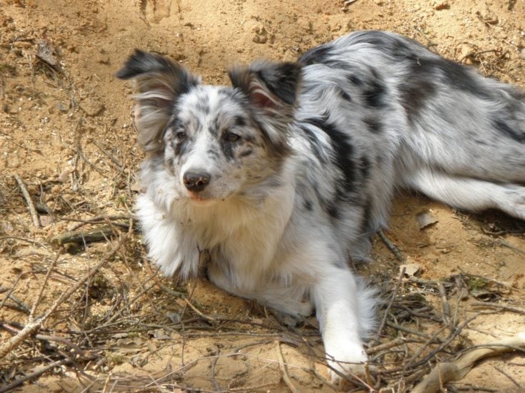 merle border kolie