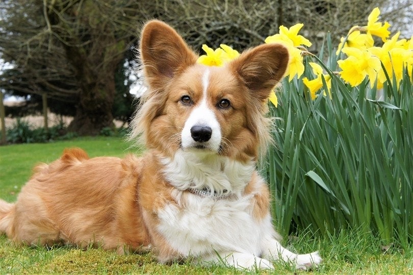 cardigan welsh corgi na zahradě