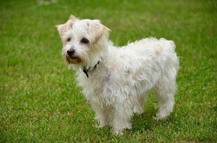 White Jack a hovínko si hraje venku_Nicole C Fox_shutterstock