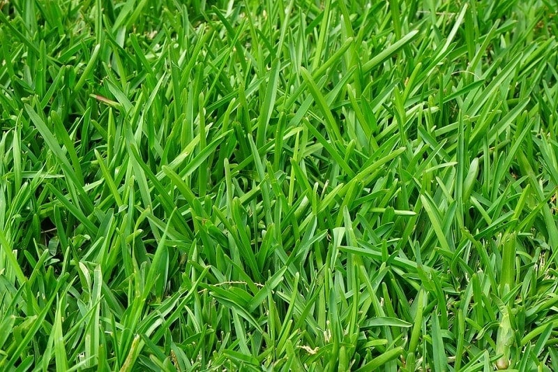 Kentucky Bluegrass_Joshua Boman_shutterstock