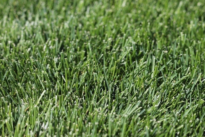 landscaped bermuda grass_tammykayphoto_shutterstock