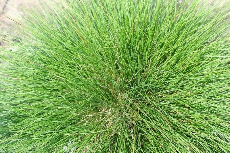 Tráva Zoysia matrella_Tatchaphol_shutterstock