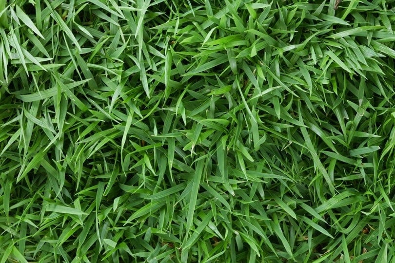 zelená Stonožková tráva_MarkS26_shutterstock
