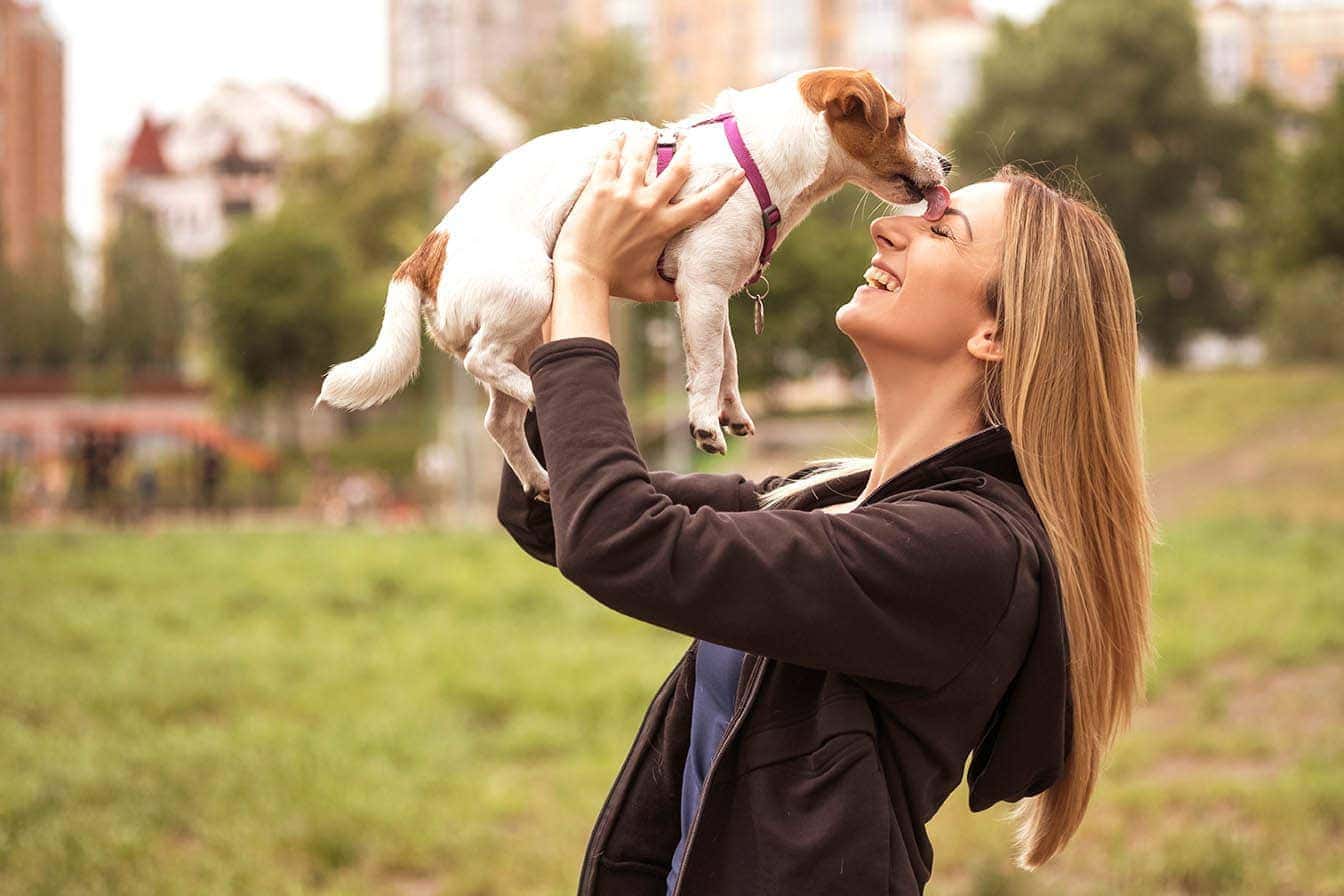 jack russell olizující ženu