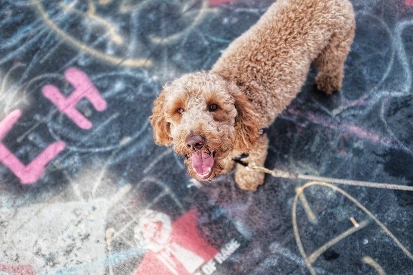 labradoodle na vodítku vzhlédl