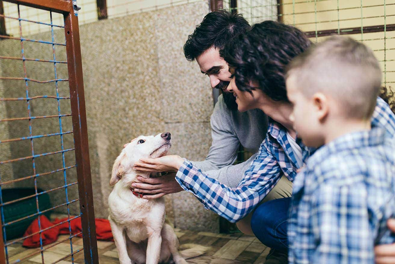 adopce psa do rodiny