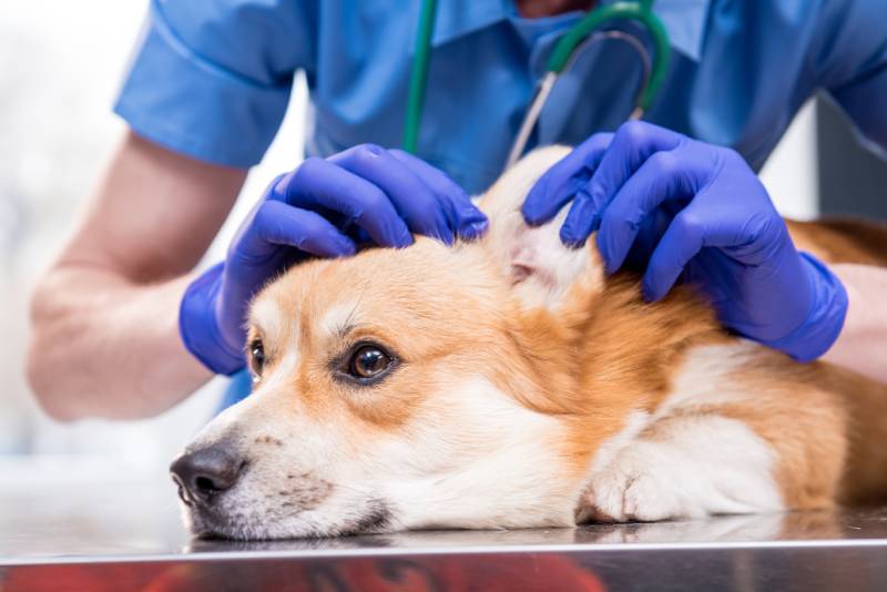 veterinář zkoumá uši psa corgi