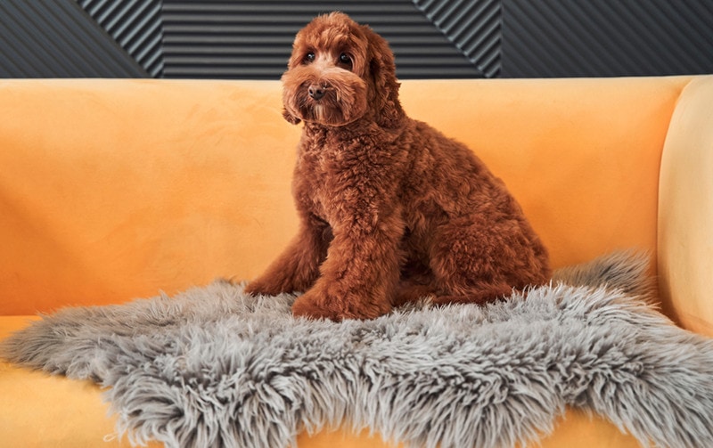 meruňkový labradoodle pes sedí na pohovce