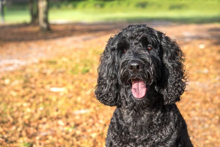 černý labradoodle