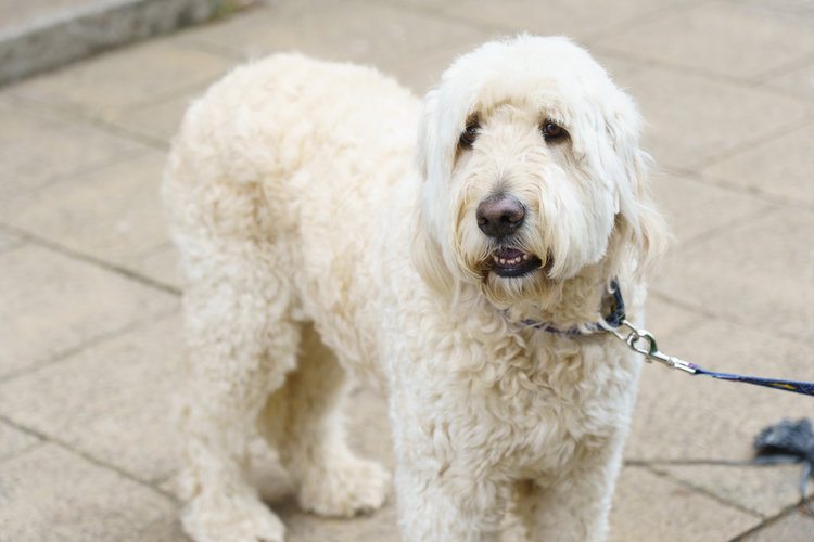 bílý labradoodle