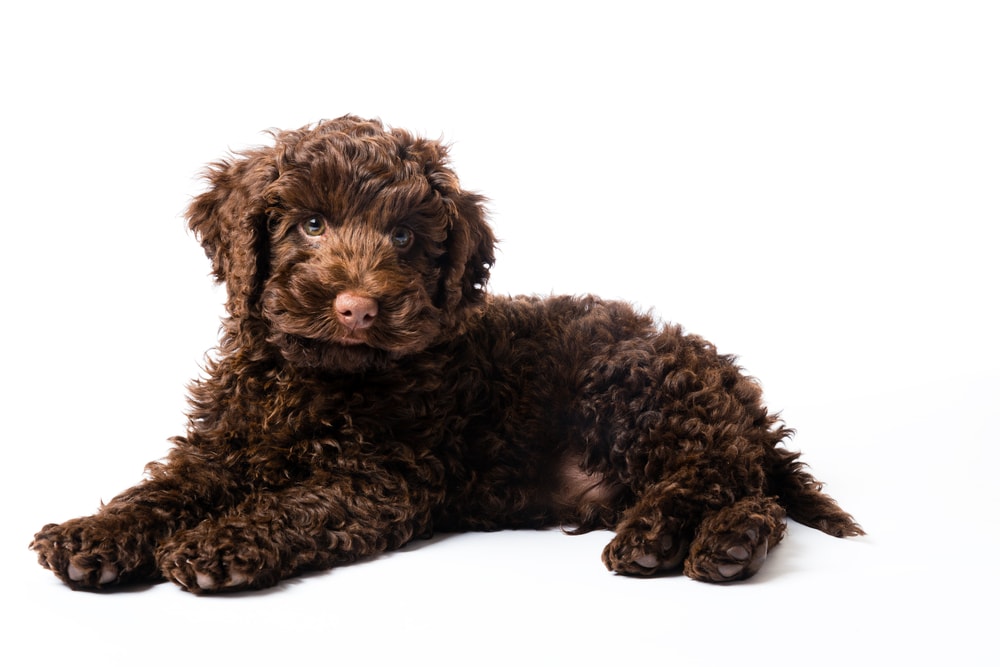 hnědý Labradoodle Mini Puppy pes