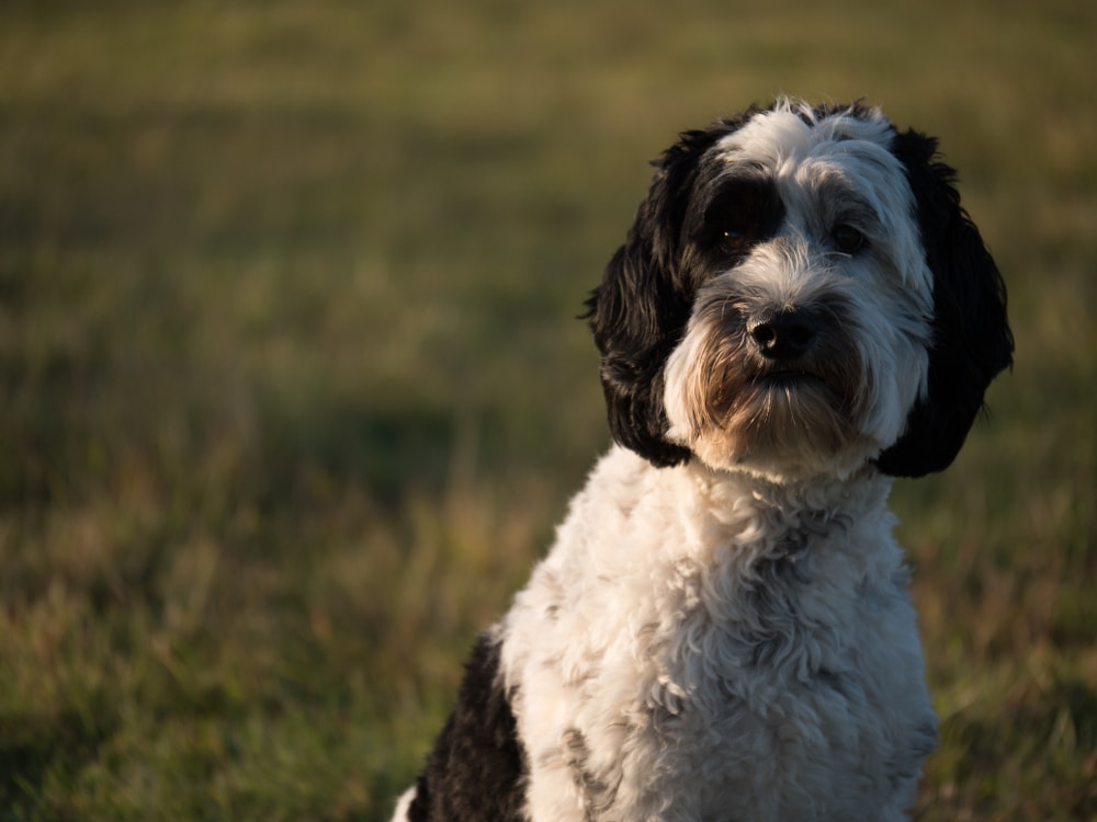Černá a bílá parti Labradoodle