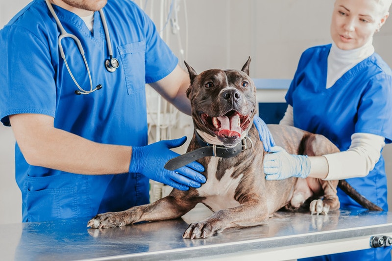 Pitbull zkontrolován veterinářem