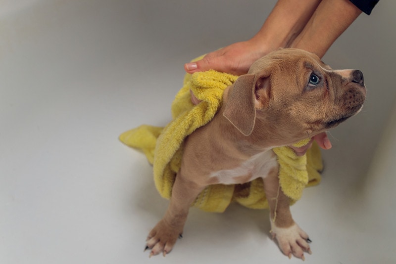 Mytí Pitbulla