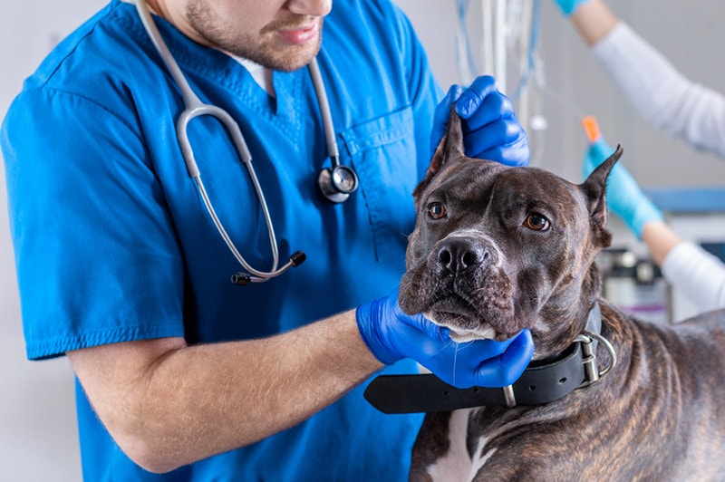 Veterinární kontrola Pitbulla