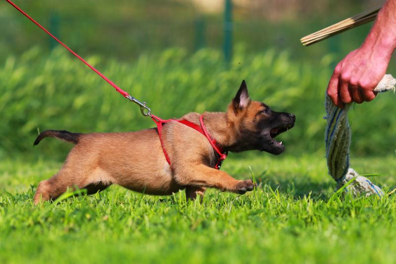 Štěně belgického malinoise na výcviku psů