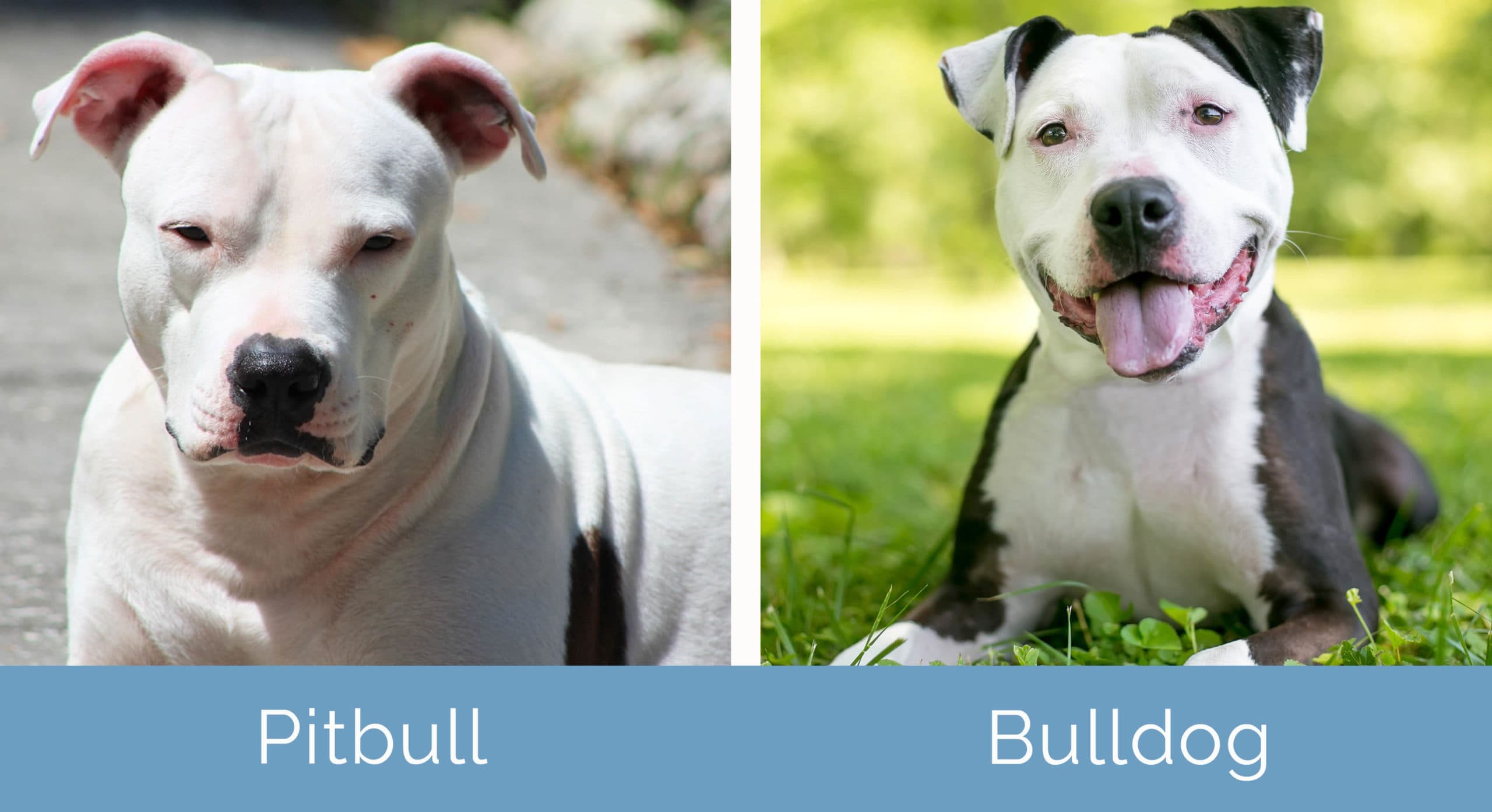 Pitbull vs Bulldog bok po boku