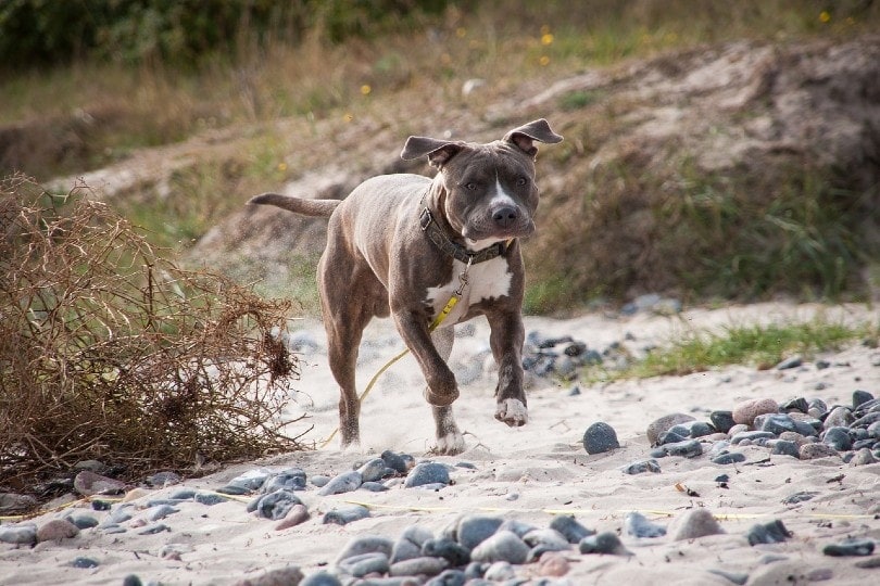 pitbull na vodítku běžící na písku