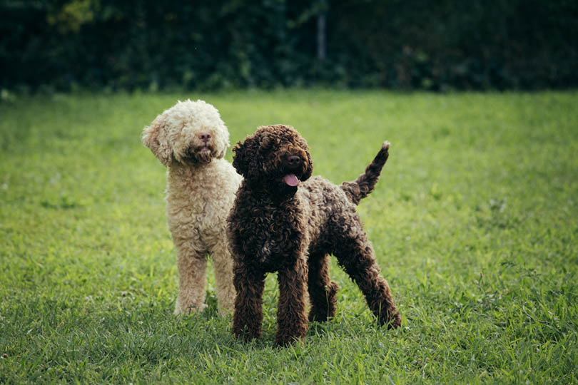 Psi Lagotto Romagnolo si hrají na dvorku