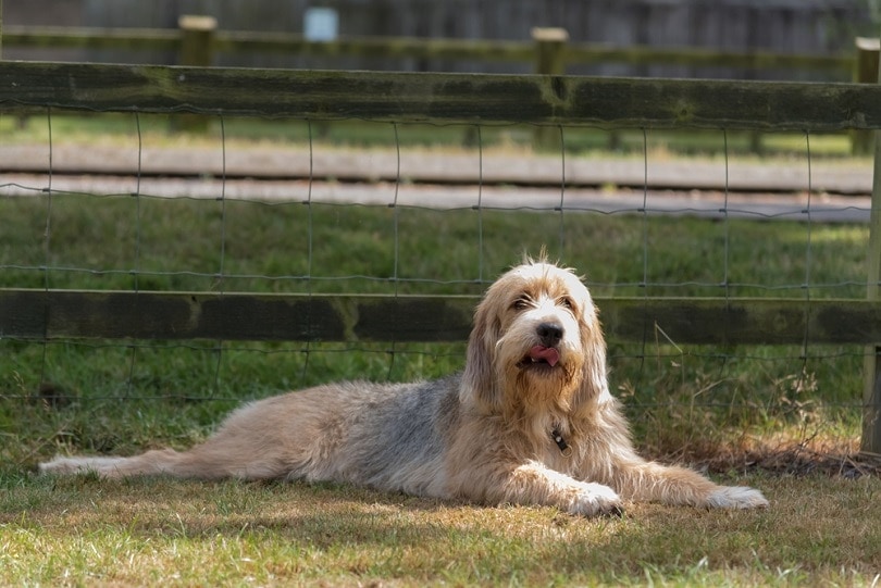 Otterhound ležící v poli