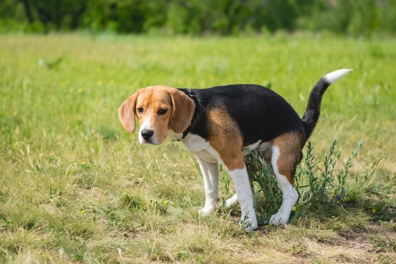beagle pooping na trávníku
