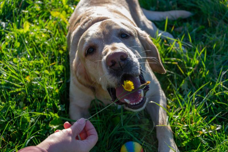 labradorský pes se chystá jíst pampelišku