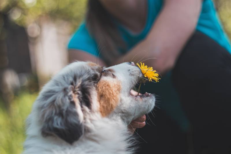 Štěně australského ovčáka se snaží kousnout květ pampelišky