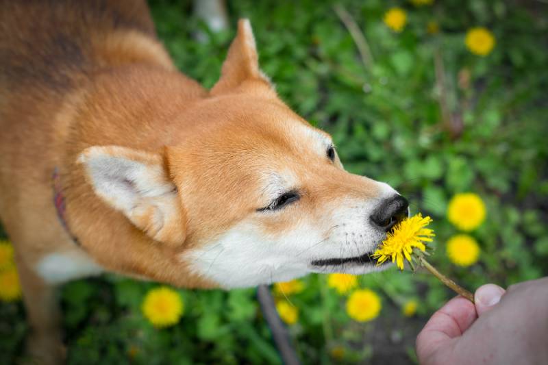 Japonský pes Shiba Inu očichává pampelišku a snaží se ji sežrat