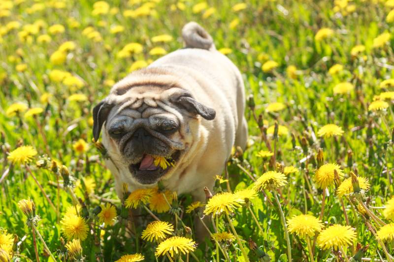 Mops pes na zelené jarní louce jíst pampelišku
