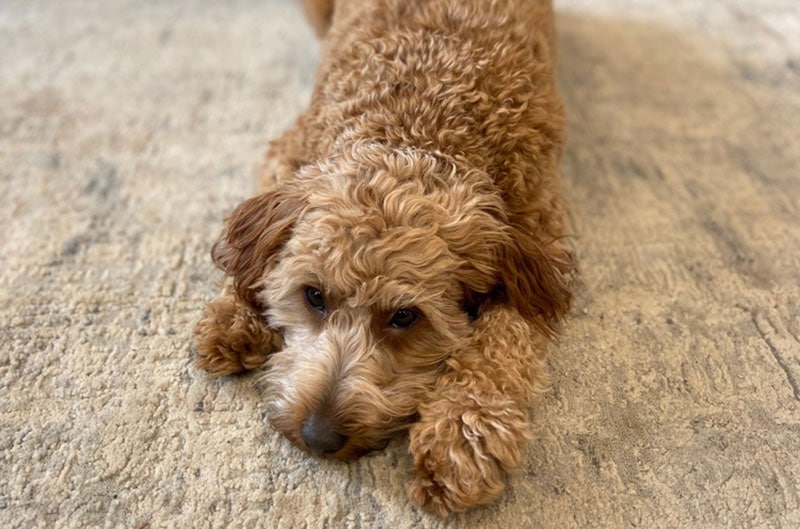 nemocný pes goldendoodle ležící na koberci