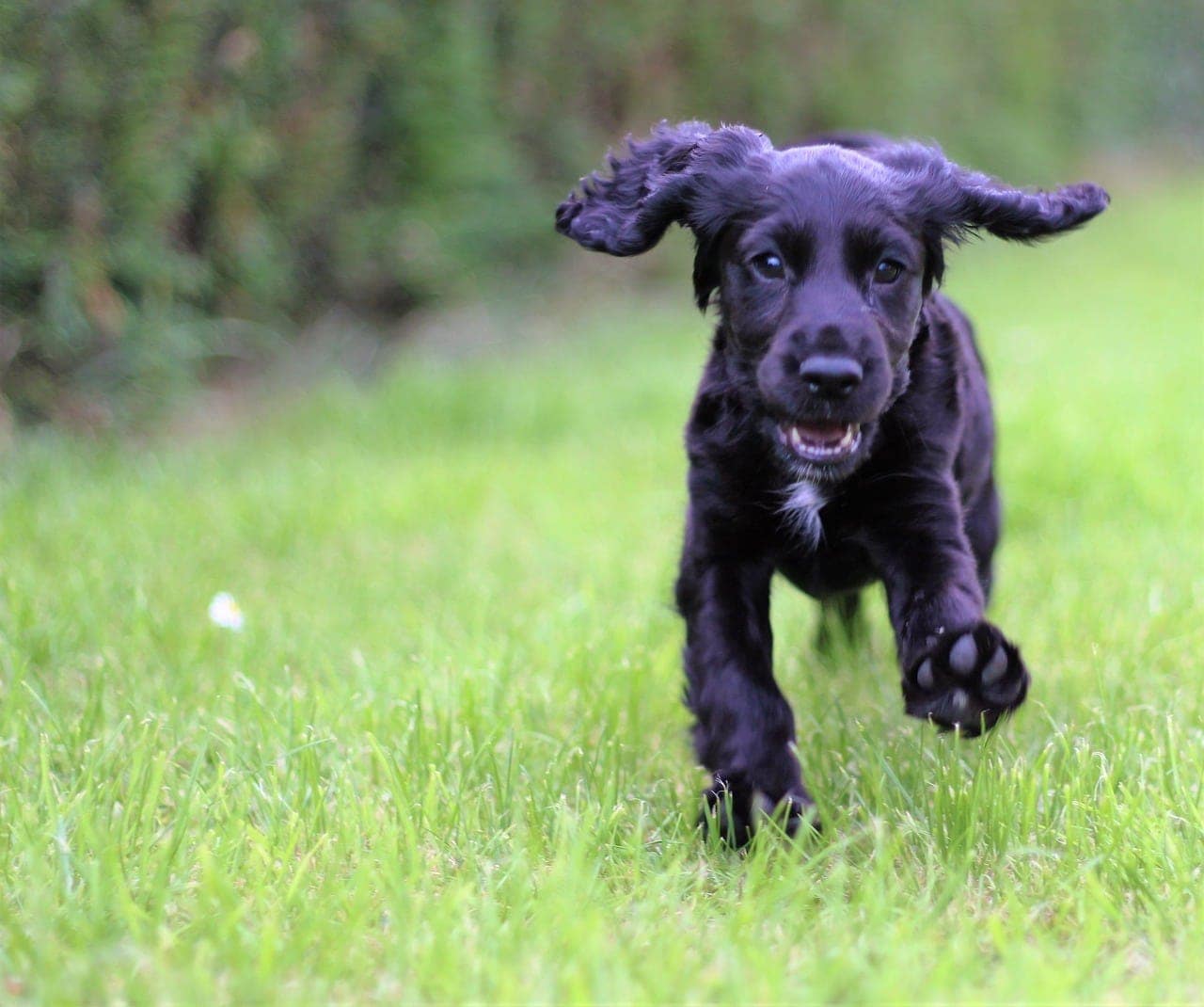 scolden terrier - zlatý retrívr skotský teriér mix štěně