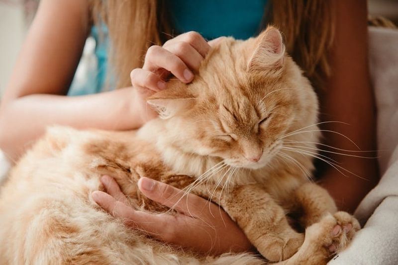 gros chat poilu au gingembre dormant sur les genoux