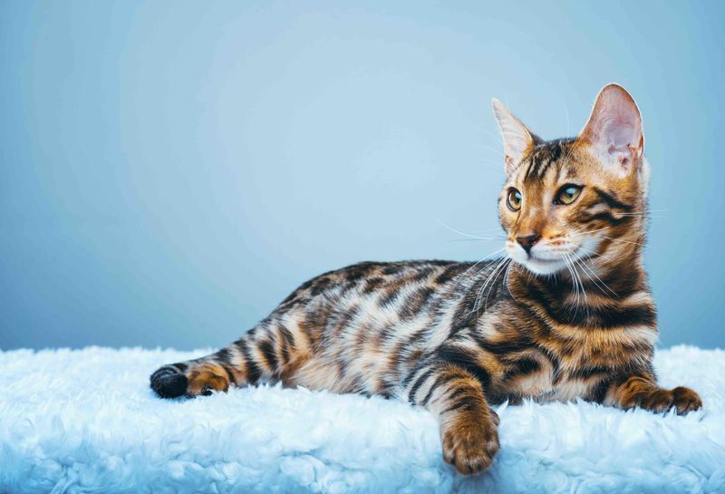 tìgear strìopaich bengal cat