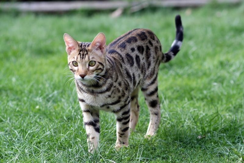 cat bengal am feur