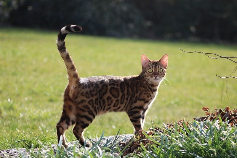 Cat Bengal na sheasamh sa ghàrradh
